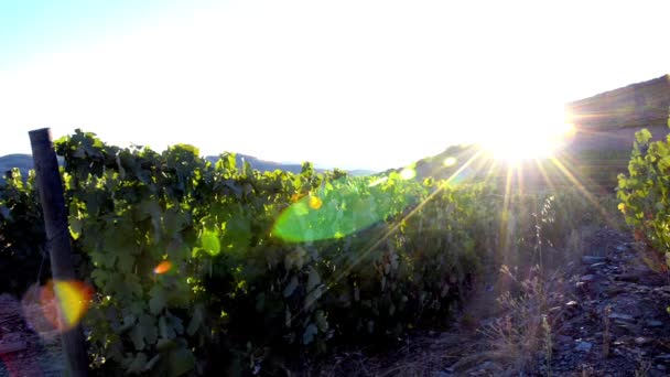 Terraced vineyards at sunshine day — Stock Video