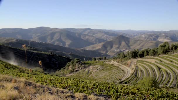 Terraced vineyards in Douro Valley — Stock Video