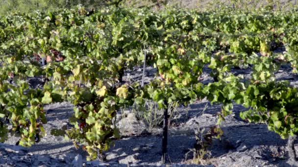 Terrassenweinberge im Douro-Tal — Stockvideo