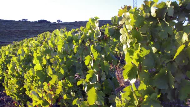 Viñedos adosados en el valle del Duero — Vídeos de Stock