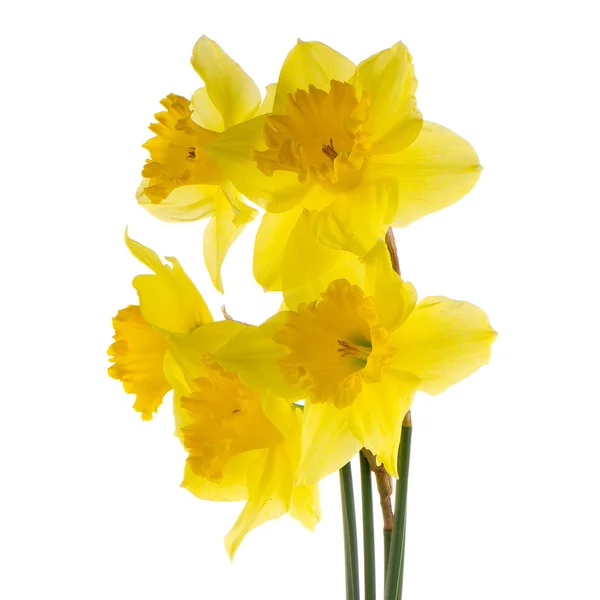 Jonquil flowers — Stock Photo, Image