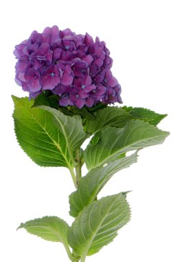 Ortanca ortanca (macrophylla normalis)