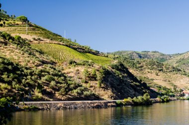 Douro Vadisindeki üzüm bağları