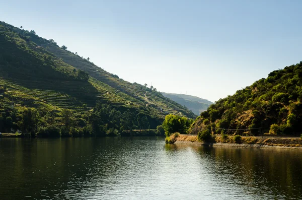 Douro Vadisindeki üzüm bağları — Stok fotoğraf