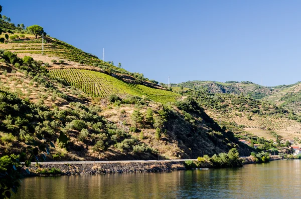 Vineyars in Douro Valley — Stock Photo, Image