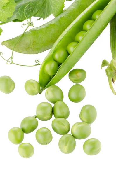 Fresh green pea pod — Stock Photo, Image