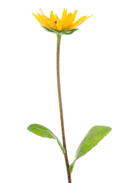 Sunflower — Stock Photo, Image