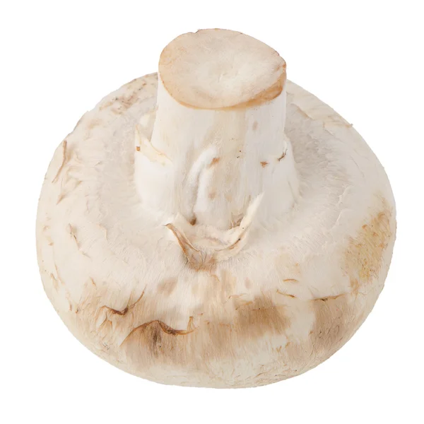 Champignon-Pilz — Stockfoto