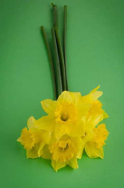 Flores de Jonquil — Foto de Stock