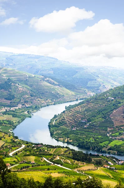 Vineyars in Douro Valley — Stock Photo, Image