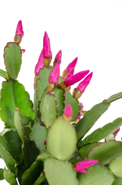 Kaktus Wielkanocny (Rhipsalidopsis kaktus) — Zdjęcie stockowe