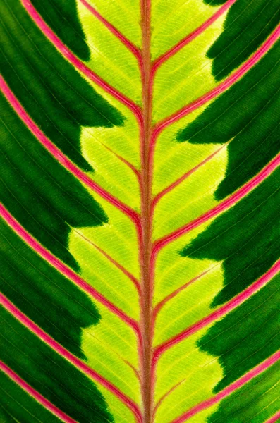 绿叶与红色的血管 — 图库照片
