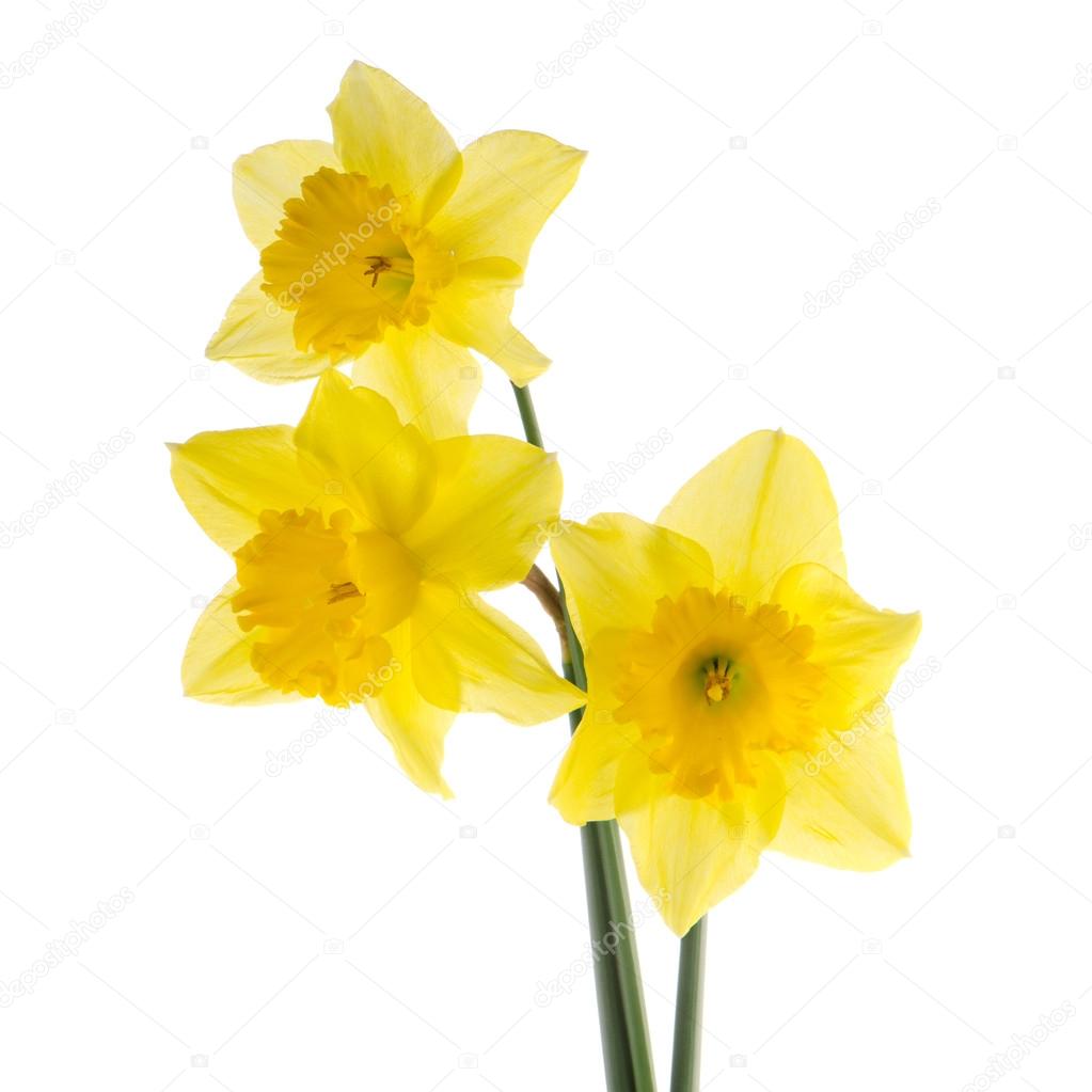 Pictures jonquil Yellow jonquil flowers ??? Stock Photo ?? homydesign