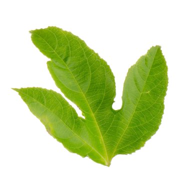 Yeşil yapraklı tutku meyvesi