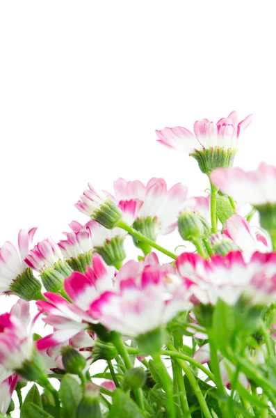 Vackra rosa blommor och grönt gräs — Stockfoto