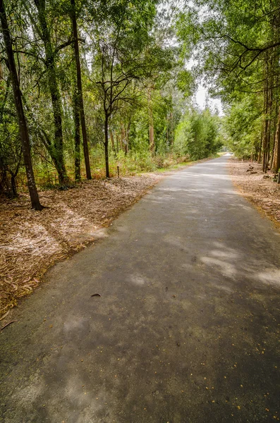 sonbahar ahşap yol