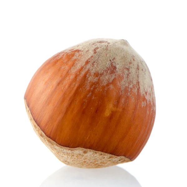 Hazelnut — Stock Photo, Image