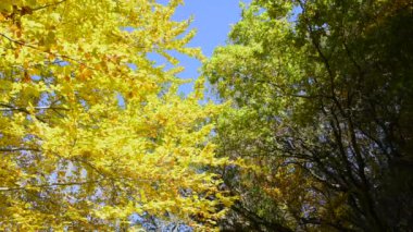 Sonbahar Yaprakları