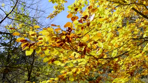 Hojas de otoño — Vídeos de Stock