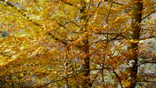 Hojas de otoño — Vídeos de Stock