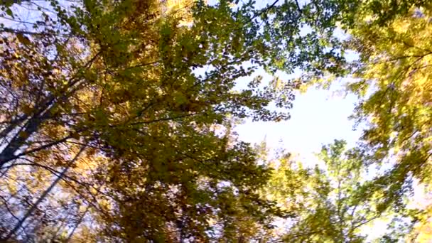 Autumn trees — Stock Video