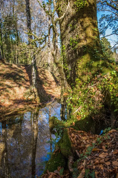 Осенний вид на национальный парк Германии — стоковое фото