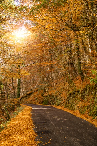 Otoño, Geres, Portugal — Foto de Stock