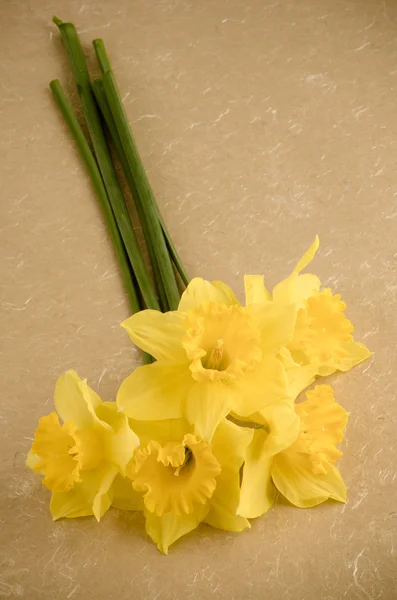 Jonquil blommor — Stockfoto