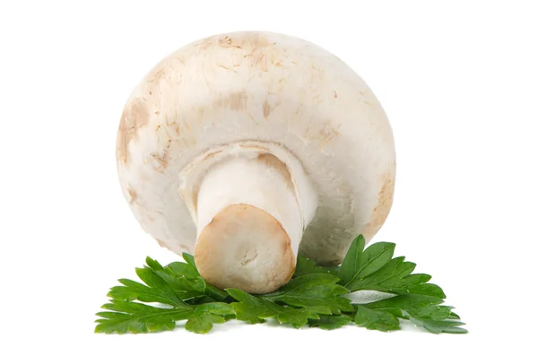 Champignon mushroom and parsley leaves — Stock Photo, Image