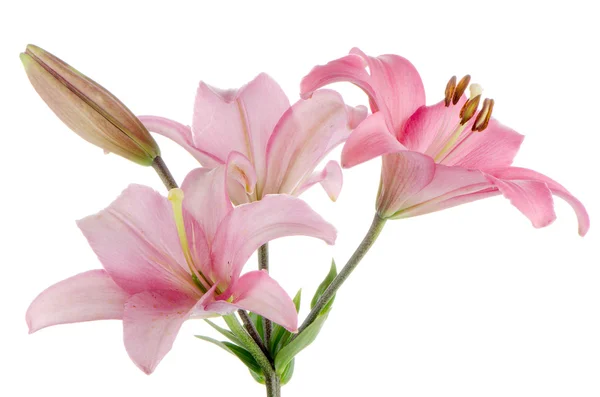 Růžová lilie — Stock fotografie