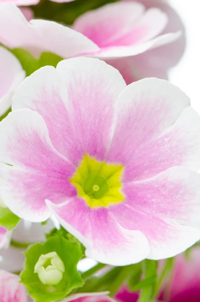 Fechar-se de flores de prímula rosa — Fotografia de Stock