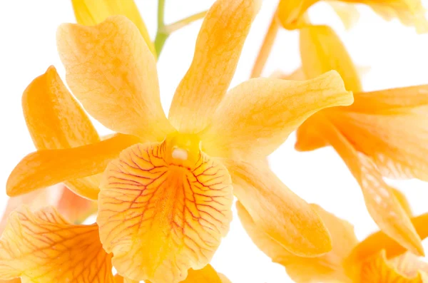 Primo piano di fiori di dendrobium arancione — Foto Stock