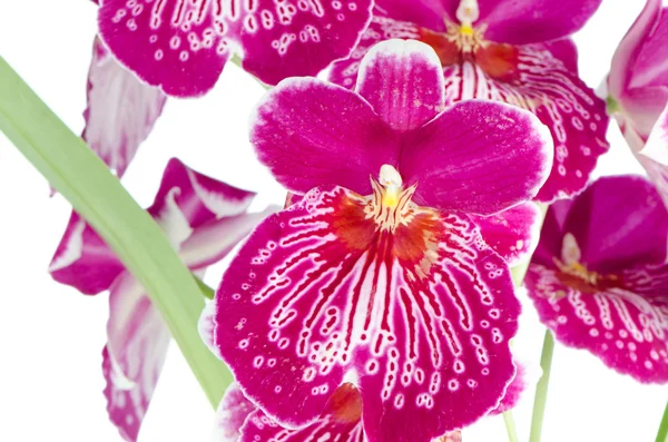 Bratek orchidea - miltonia bezprawia spada — Zdjęcie stockowe