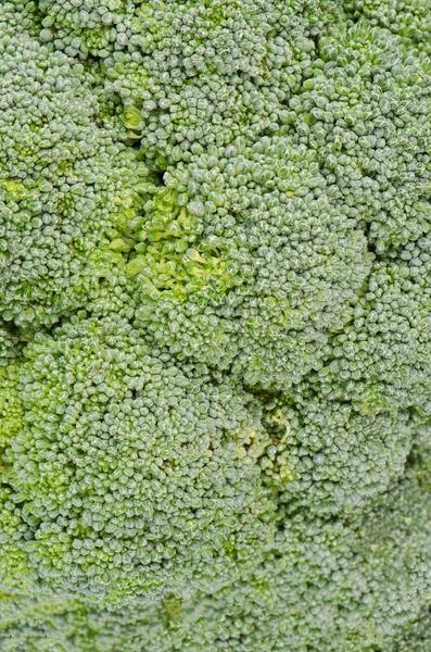 Brocolli background — Stock Photo, Image