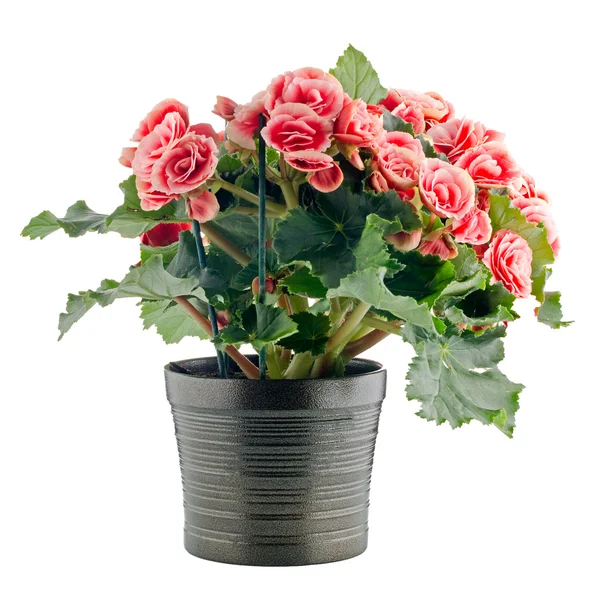 Pink begonia plant — Stock Photo, Image