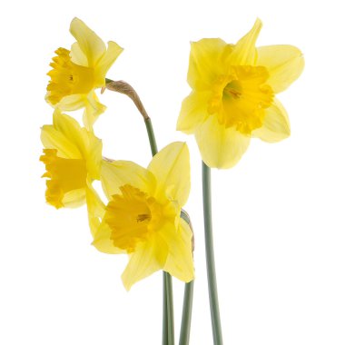 Zerrin sarı çiçek