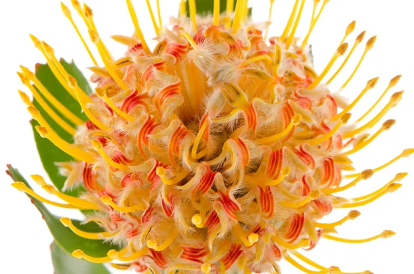 Coussin Protea — Photo