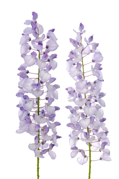 Wisteria flowers — Stock Photo, Image