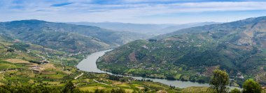 Douro Vadisindeki üzüm bağları