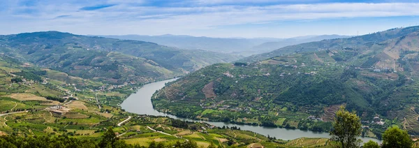 Vinhedos no Vale do Douro — Fotografia de Stock