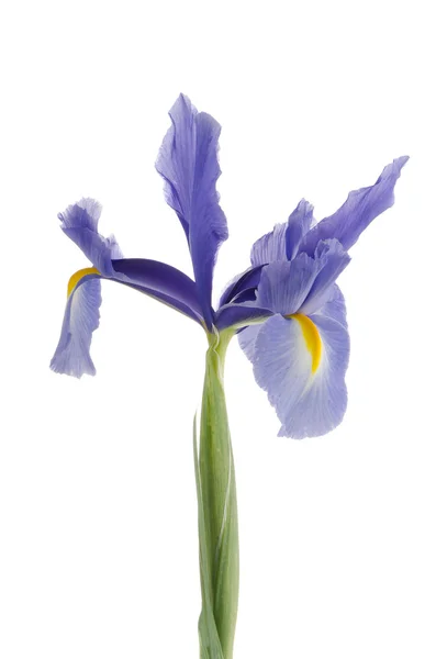 Fialový lily květina — Stock fotografie