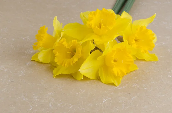 Fiori di Jonquil — Foto Stock