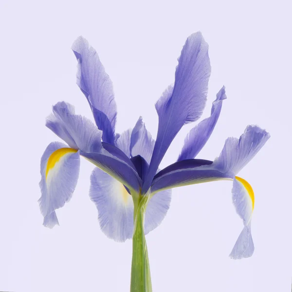 Lys violet fleur — Photo