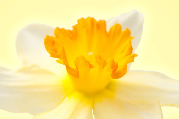 Цветок гиацинта — стоковое фото