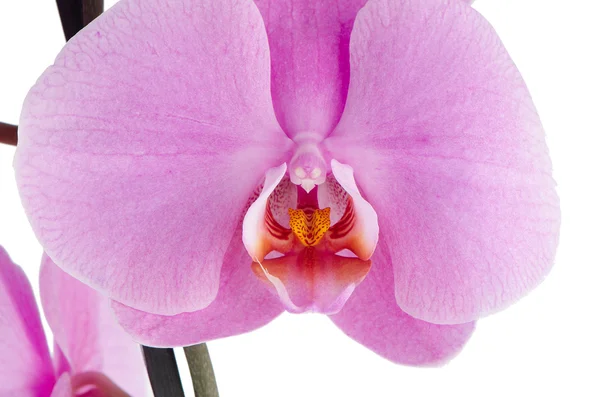 Pink orchid (phalaenopsis) — Stock Photo, Image