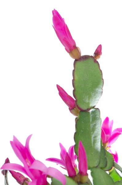 Pasen Cactus (Rhipsalidopsis cactus) — Stockfoto