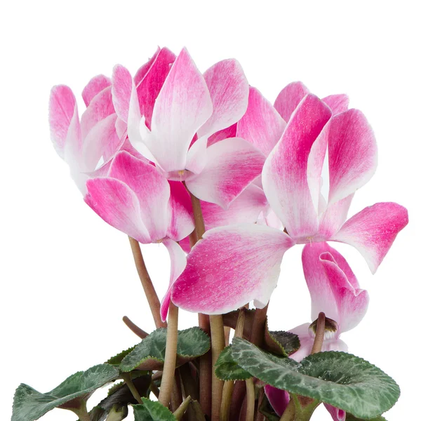 Belle fleur de cyclamen rose — Photo