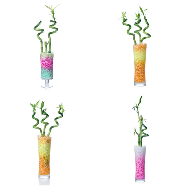 Sett med fire glasskrukker med bambus – stockfoto