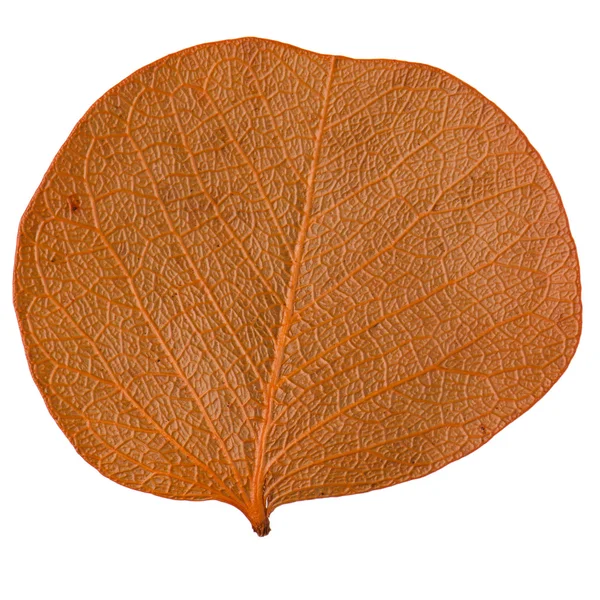 Hoja de otoño — Foto de Stock