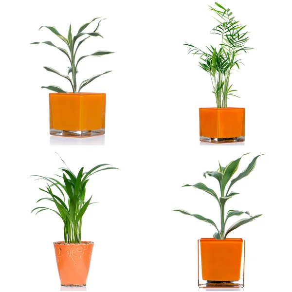 Plantas domésticas — Foto de Stock